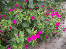 DSCF7987