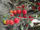 DSCF7989