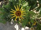DSCF8002