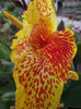canna galbena