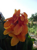 canna portocalie