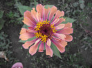 DSCF8018