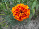 DSCF8024