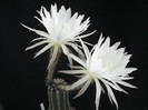 Cereus hungaricus.
