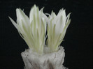 Discocactus horstii.