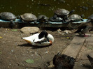 DSCF0803