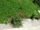 DSCF0825