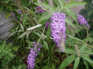 P1010426