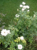 P1010438