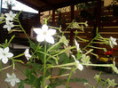 P1010455