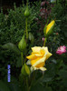 des roses de mon jardin (6)