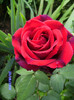 des roses de mon jardin (7)