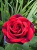 des roses de mon jardin (8)