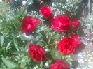 roze (10)