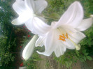 crinul alb