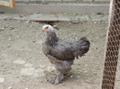 brahma herminat inchis