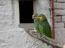 amazona amazonica