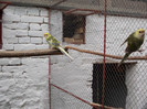 platycercus flaveolus sar
