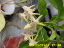 hoya multiflora