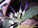 iochroma grandiflora
