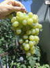 21072012helikon