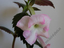 achimenes Harecroft