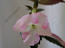 achimenes Harecroft