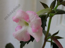 achimenes Harecroft