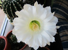 Echinopsis
