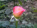 Picture 030