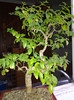 ligustrum