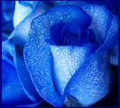 blueroses