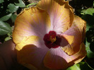 P1160173