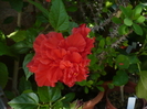 P1160175