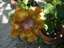 P1160185