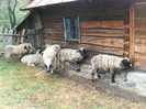 SAM_2941