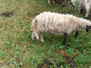 SAM_2957