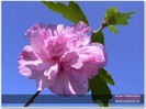 hibiscus_1122_0470x0470x090_c0r1g0_f1_l61_w00_t5f107216
