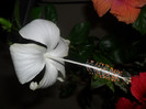 Hibiscus White Swann