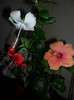 Hibiscus grup