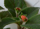 NEW - Kohleria Yf´s Ossia