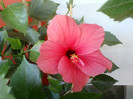 24 iulie 2012-flori 030