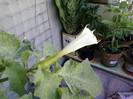 datura alba de gradina