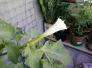 24 iulie 2012-flori 034