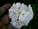 muscata alba