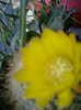 cactus...