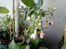 24 iulie 2012-flori 055
