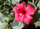 24 iulie 2012-flori 057
