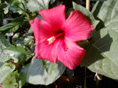 24 iulie 2012-flori 060