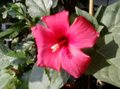 24 iulie 2012-flori 062